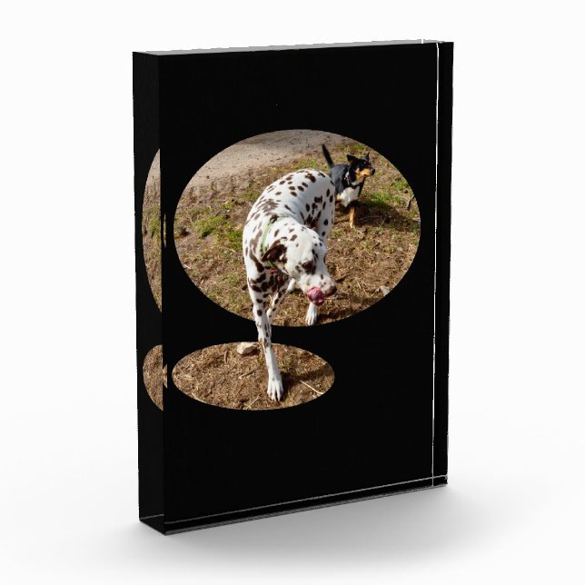 Dalmatiner Popout Art, Fotoblock (Links)