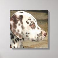 Dalmatiner Puppy Canvas drucken
