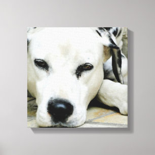 Dalmatiner-RestCanvas drucken Leinwanddruck