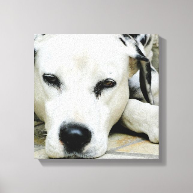 Dalmatiner-RestCanvas drucken Leinwanddruck (Vorderseite)