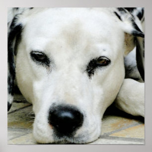 Dalmatiner-Restposter Poster