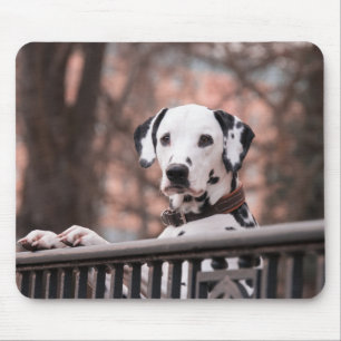 Dalmatiner, Welpen, Haustiere Mousepad
