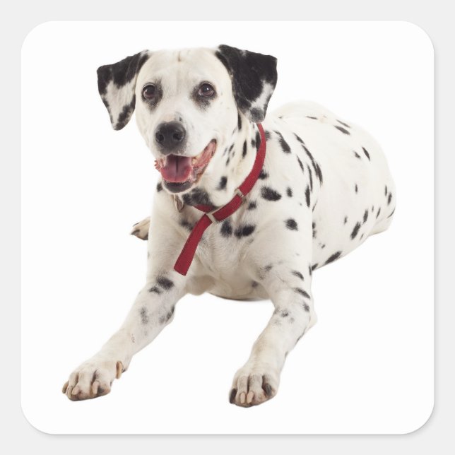 Dalmatiner Welpen Hund Grußkleber / Labels Quadratischer Aufkleber (Vorderseite)