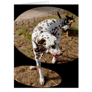 Dalmatiner Window Art