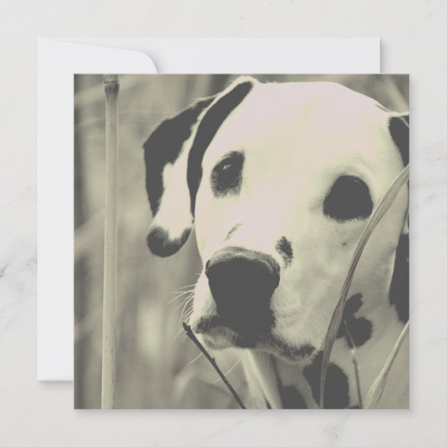 dalmatinischer Hund (Vorderseite)