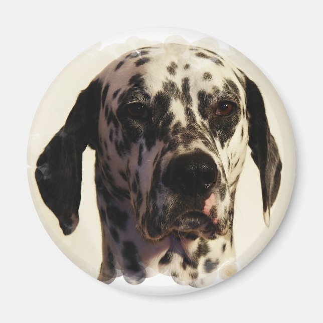 Dalmation Dog Magnet (Devant)