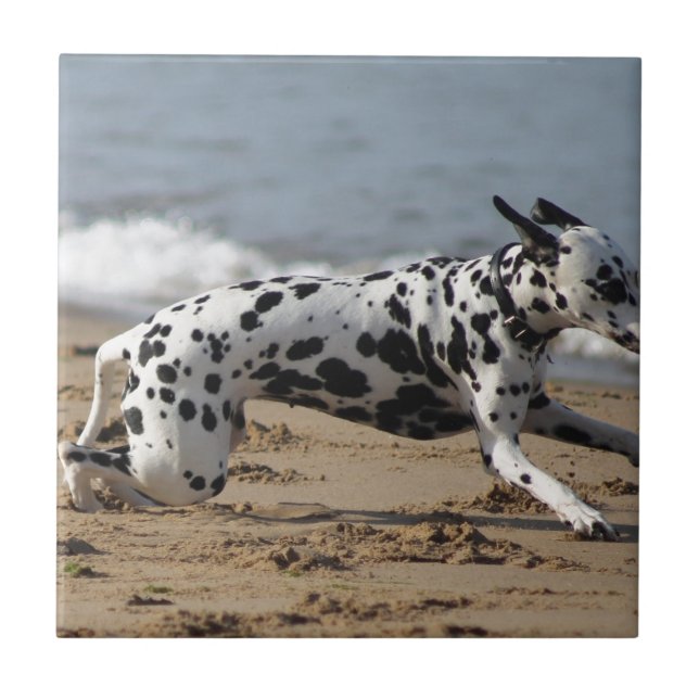 Dalmation Fliese (Vorderseite)