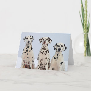Dalmation Karte