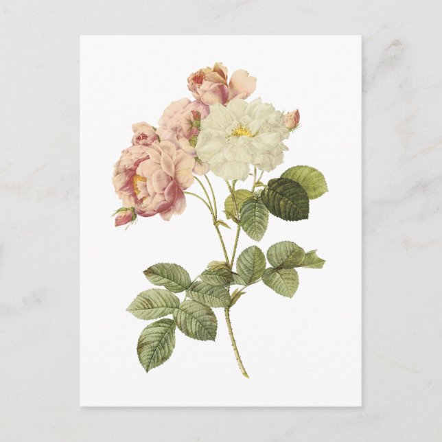 Damast Rose (Rosa damascena celsiana) von Redouté Postkarte (Vorderseite)