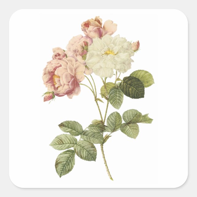 Damast Rose (Rosa damascena celsiana) von Redouté Quadratischer Aufkleber (Vorderseite)