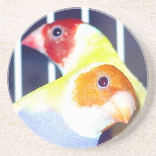 Dame Gouldian Finch Sandstein Untersetzer (Vorne)