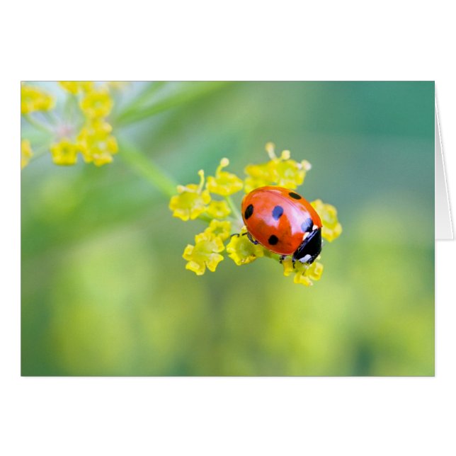 Dame oben (Vorderseite (Horizontal))