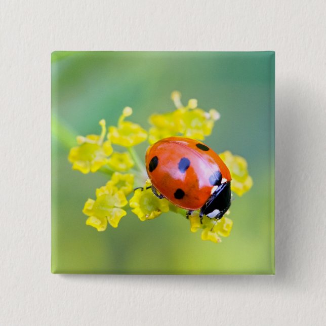 Dame oben button (Vorderseite)