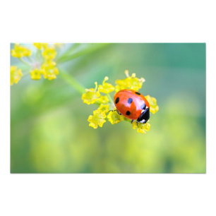 Dame oben fotodruck