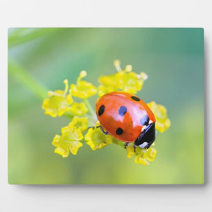 Dame oben fotoplatte