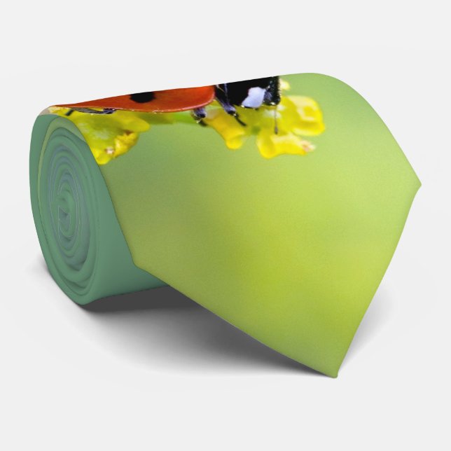 Dame oben krawatte (Gerollt)