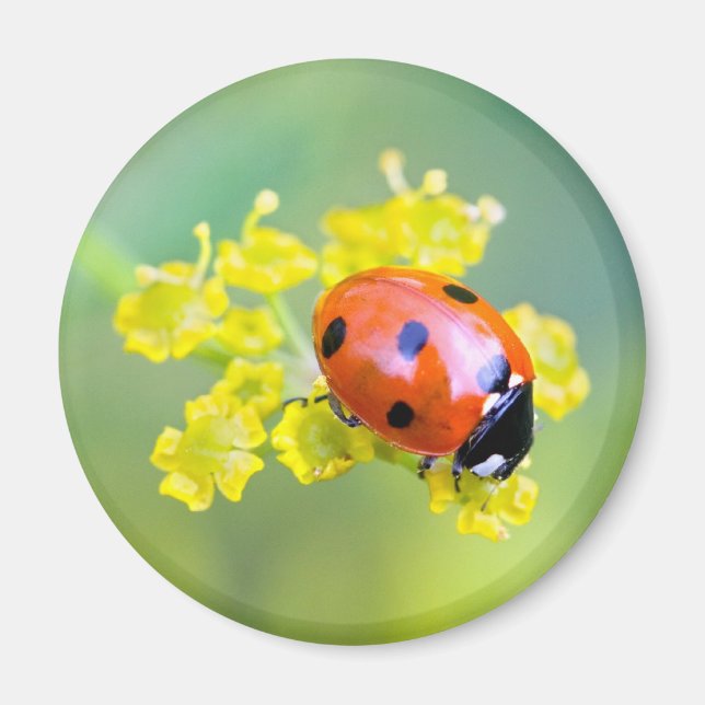 Dame oben magnet (Vorne)