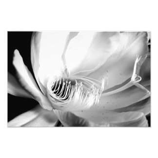 Dame of the Night nah-up in Black and White Fotodruck
