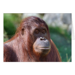 Dame Orangoutan