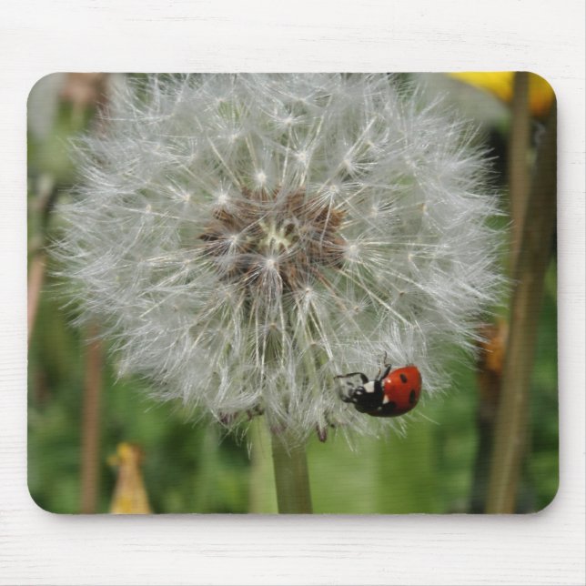 Damenkäfer - Marienkäfer auf Löwenzahn Mousepad (Vorne)