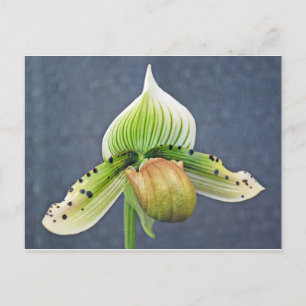 Damenorchester Postkarte