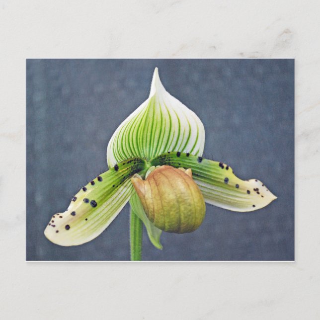 Damenorchester Postkarte (Vorderseite)