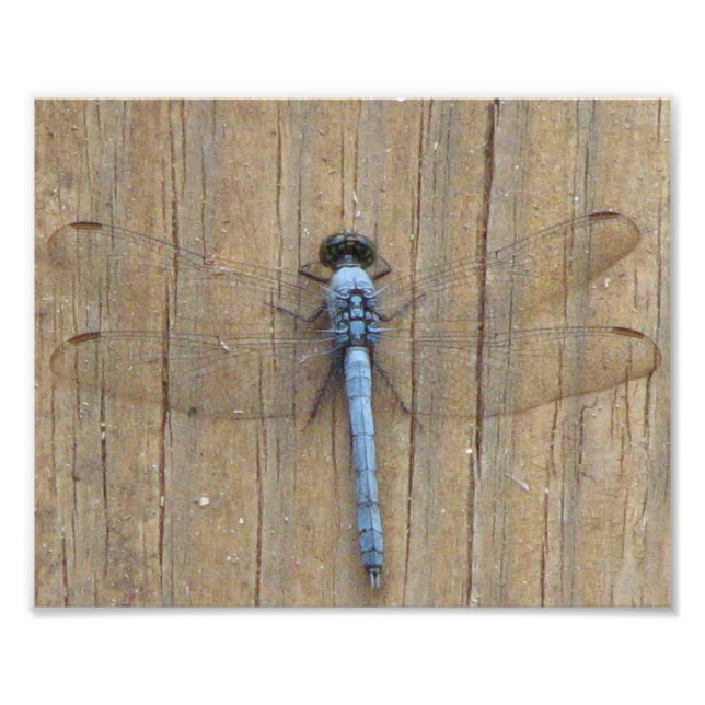 Damesfly Fotodruck (Vorne)