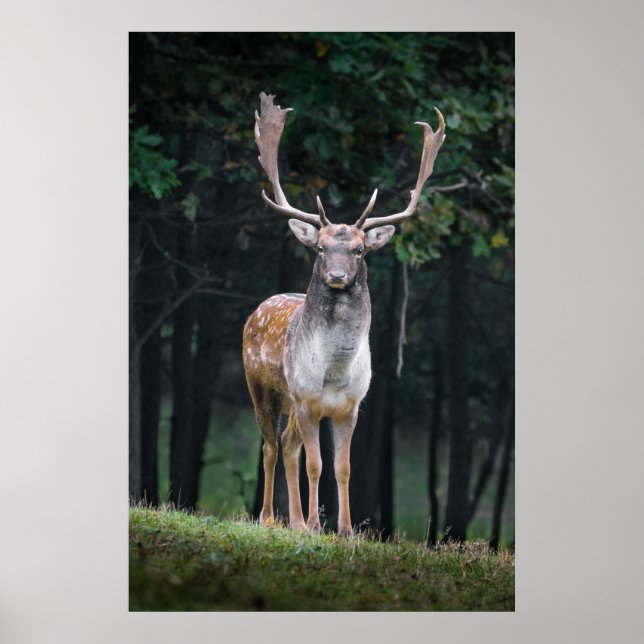 Damhirsch Poster (Vorne)