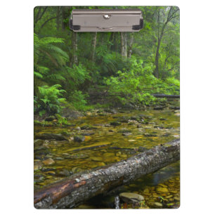 Dampf im Wald, Die Knysna-Amatole Montane Klemmbrett