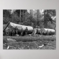 Dampf-Logging in den Kaskaden des Washingtoner Sta