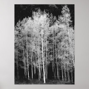 Dampfschiff, Routt County, Colorado Poster