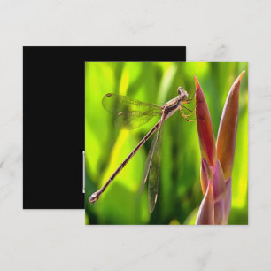 Damselfly balanciert auf einem Blume Einladung
