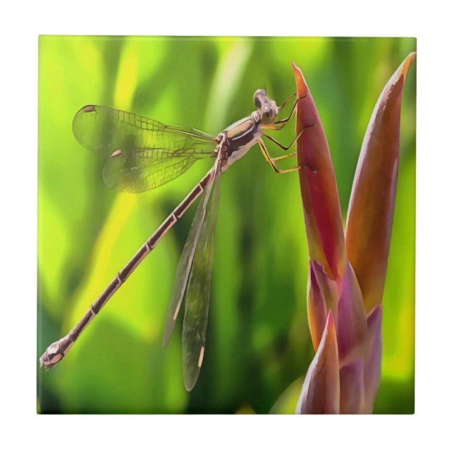 Damselfly balanciert auf einem Blume Fliese (Vorderseite)