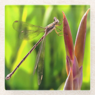 Damselfly balanciert auf einem Blume Glasuntersetzer