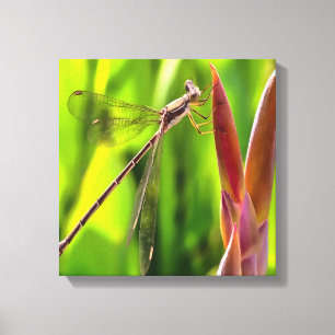 Damselfly balanciert auf einem Blume Leinwanddruck