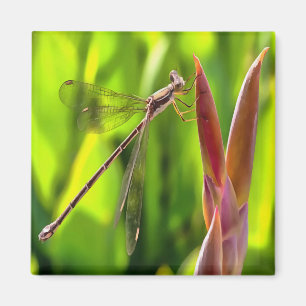 Damselfly balanciert auf einem Blume Magnet