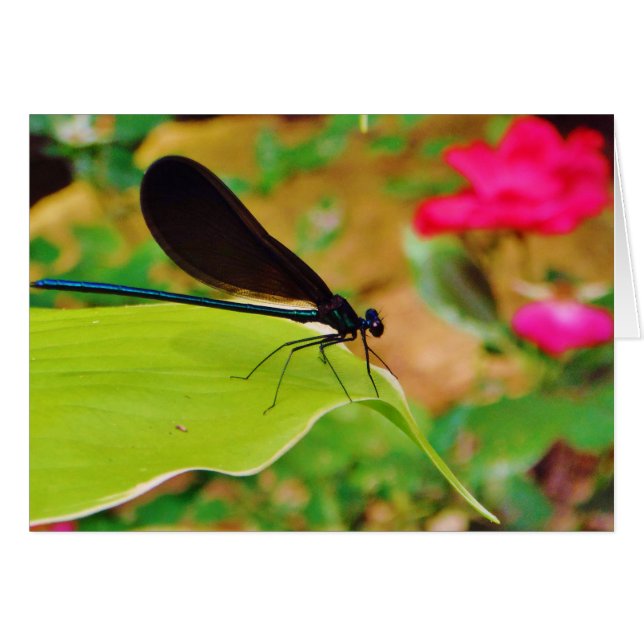 Damselfly und Rose (Vorderseite (Horizontal))