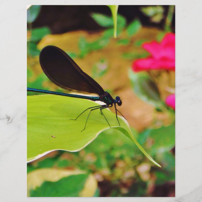 Damselfly und Rose (Vorderseite)