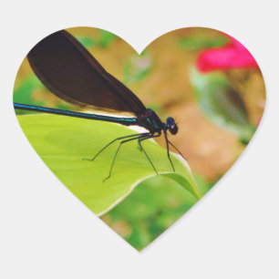 Damselfly und Rose Herz-Aufkleber
