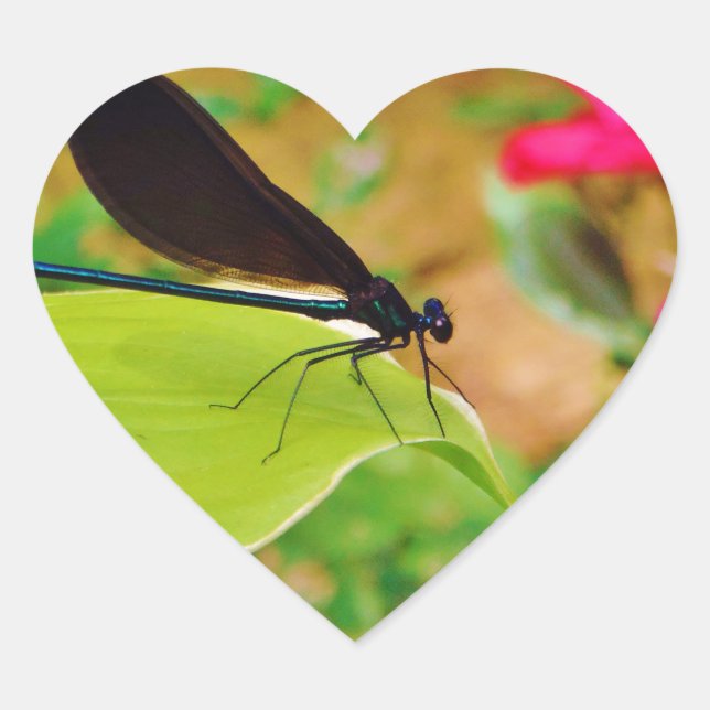 Damselfly und Rose Herz-Aufkleber (Vorderseite)