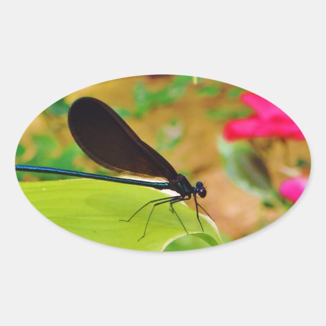 Damselfly und Rose Ovaler Aufkleber (Vorderseite)