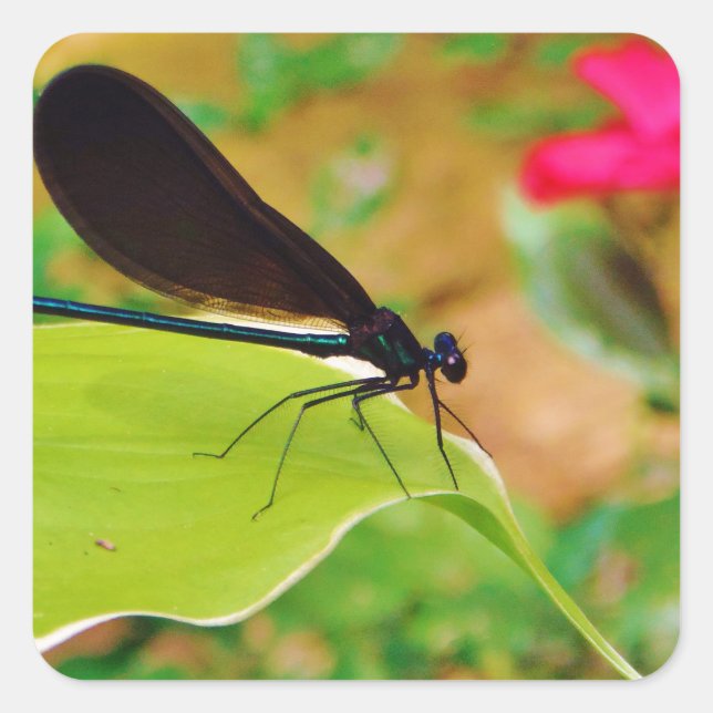 Damselfly und Rose Quadratischer Aufkleber (Vorderseite)