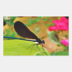 Damselfly und Rose Rechteckiger Aufkleber