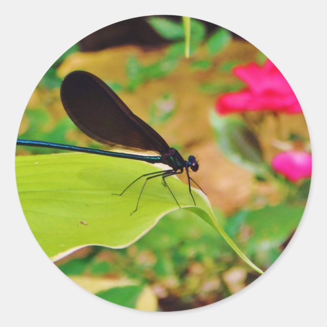 Damselfly und Rose Runder Aufkleber (Vorderseite)