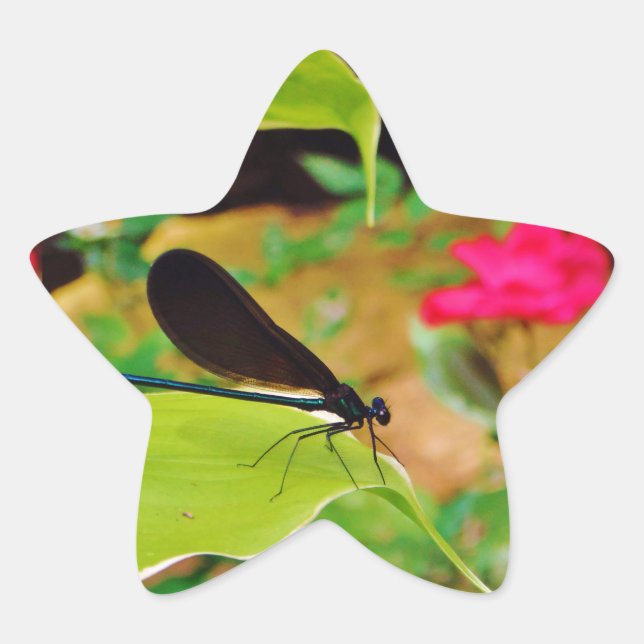 Damselfly und Rose Stern-Aufkleber (Vorderseite)