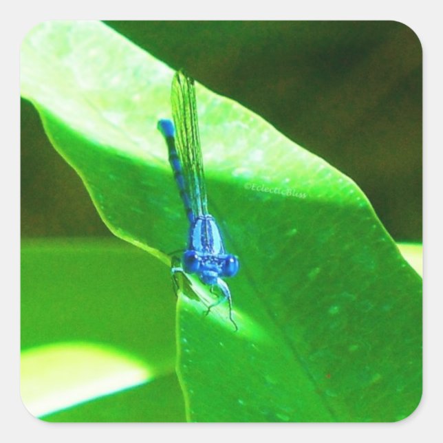 Damselly Quadratischer Aufkleber (Vorderseite)