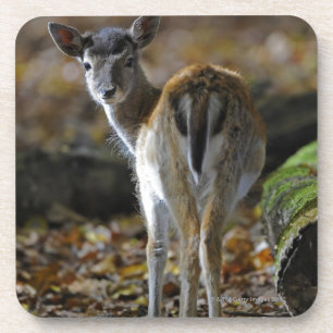 Damwild, Dama Dama, Bracherotwild, Hirschkalb Getränkeuntersetzer