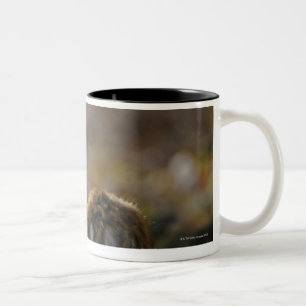 Damwild, Dama Dama, Bracherotwild, Hirschkalb Zweifarbige Tasse