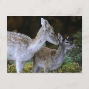 Damwild, Dama dama, Damhirsch, Hirschkalb Postkarte