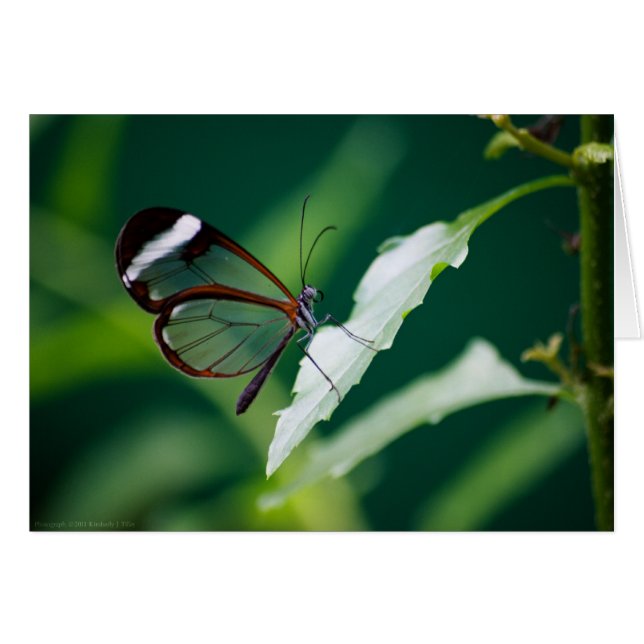 Dana Card (Vorderseite (Horizontal))